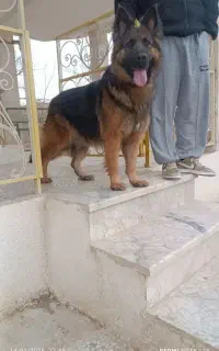 ژرمن نر برای جفتگیری