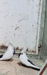 کبوتر سینه دم  اصیل