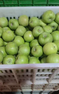 سبد خالی و سیب درختی