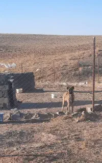 توله نگهبان