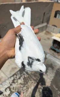 ۵تا جوجه کفتر مفلق