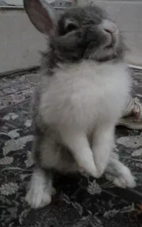 خرگوش