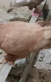 کبوترمرودشت