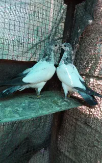 جوجه کبوتر پاکستانی