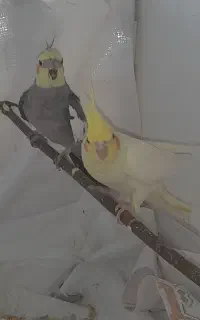 پرنده