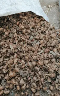 پیاز زعفران