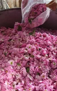 خرید و فروش گل محمدی شما کشاورزان هستیم