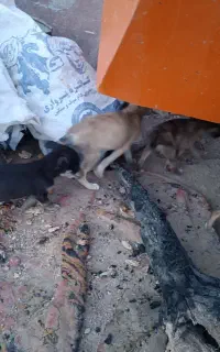 سگ پاکوتا