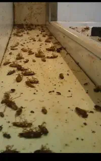 شرکت سمپاشی ضمانت کتبی/موریانه ساس سوسک موش