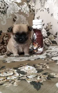 شی هوا هوا اپل هد ماده 2ماهه