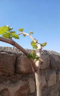 خدمات باغ و باغداری