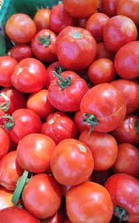 گوجه فرنگی ربی درجه یک