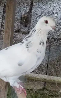یک جفت کبوتر سرحال