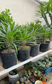 گیاه نخل ماداگاسکار