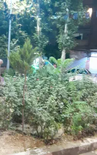 علوفه سرپایی