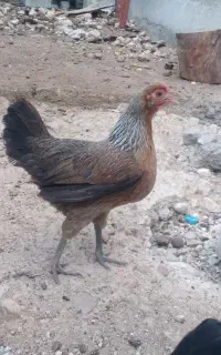 ۴عدد مرغ کرکی و تخم گذار