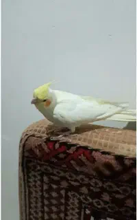 عروس هلندی گمشده