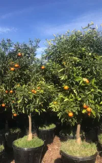 واگزاری اولین و بزرگترین نهالستان لاهیجان