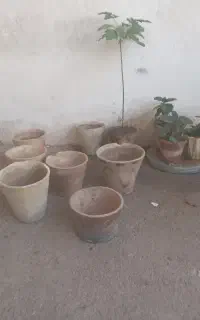 گل آپارتمانی و‌گلدان