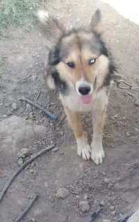سگ هاسگی