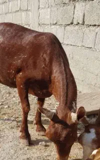 صلاکهر یک سال سن اوس نامعلوم