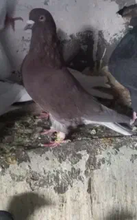 ۱۰ عدد کبوتر