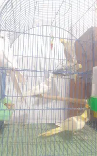 عروس هلندی