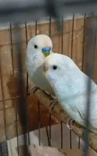 فروش مرغ عشق و فنچ