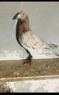 کفتر