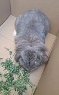 خرگوش گل بسر