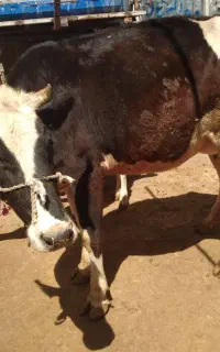 گاو وگوساله