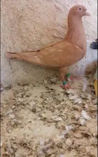 زرد پلاکی