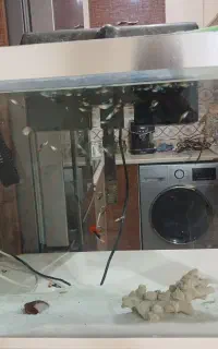 اکواریوم شرکتی با ماهی تصویه کن