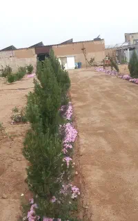 سرایداری