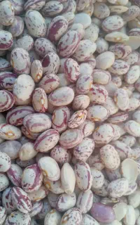 لوبیا چیتی کوشا