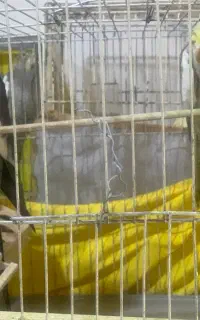 تعدادی طوطی عروس نرو ماده به فروش میرسد
