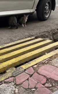 چهارتا بچه گربه