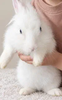 خرگوش باهوش