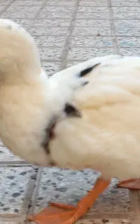اردک ۶ ماهه سالم