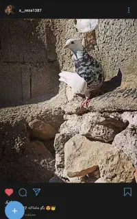 توضیحات بخون