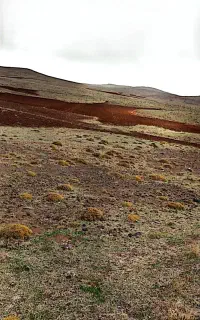 علف یونجه