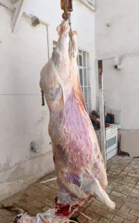 خریدوفروش گاو گوسفند شکسته حذفی