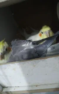 عروس هلندی روی جوجه