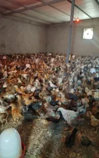 جوجه محلی دورگ یکماهه