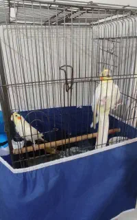 یک جفت عروس هلندی لوتینو همراه با قفس