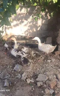 ۵ تا غاز نر و ماده