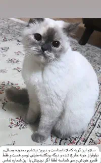 گربه