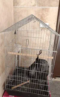 قفس پرنده