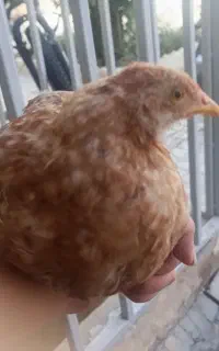 مرغ