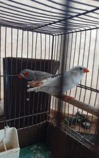 فنچ